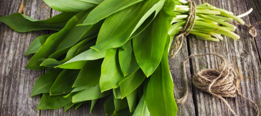 ramson (bear garlic) bunch tied with rope on old wooden background